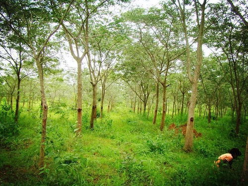 印度社区林业实践对我国集体林权制度改革的启示