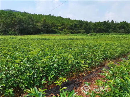 云南省宣威市林业产业经济效益显著提升