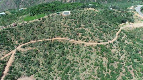 云南建投集团 聚焦主业，以林业之力助推区域发展